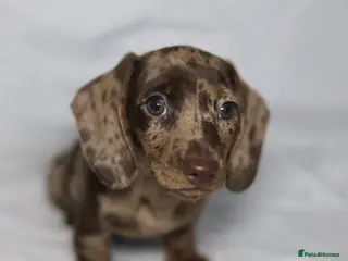 Dachshund dogs Pra clear KC REG MINIATURE Dachshund puppies - Advert 4