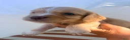 Cocker Spaniel dogs for sale: Adorable working cocker spaniels  - Advert 3