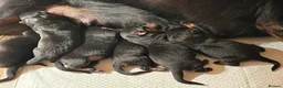Rottweiler dogs for sale: Rottwiler puppies - Advert 13