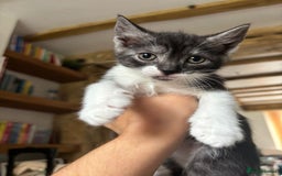 Maine Coon cats for sale: Maine Coon Mix Kittens - Image 4
