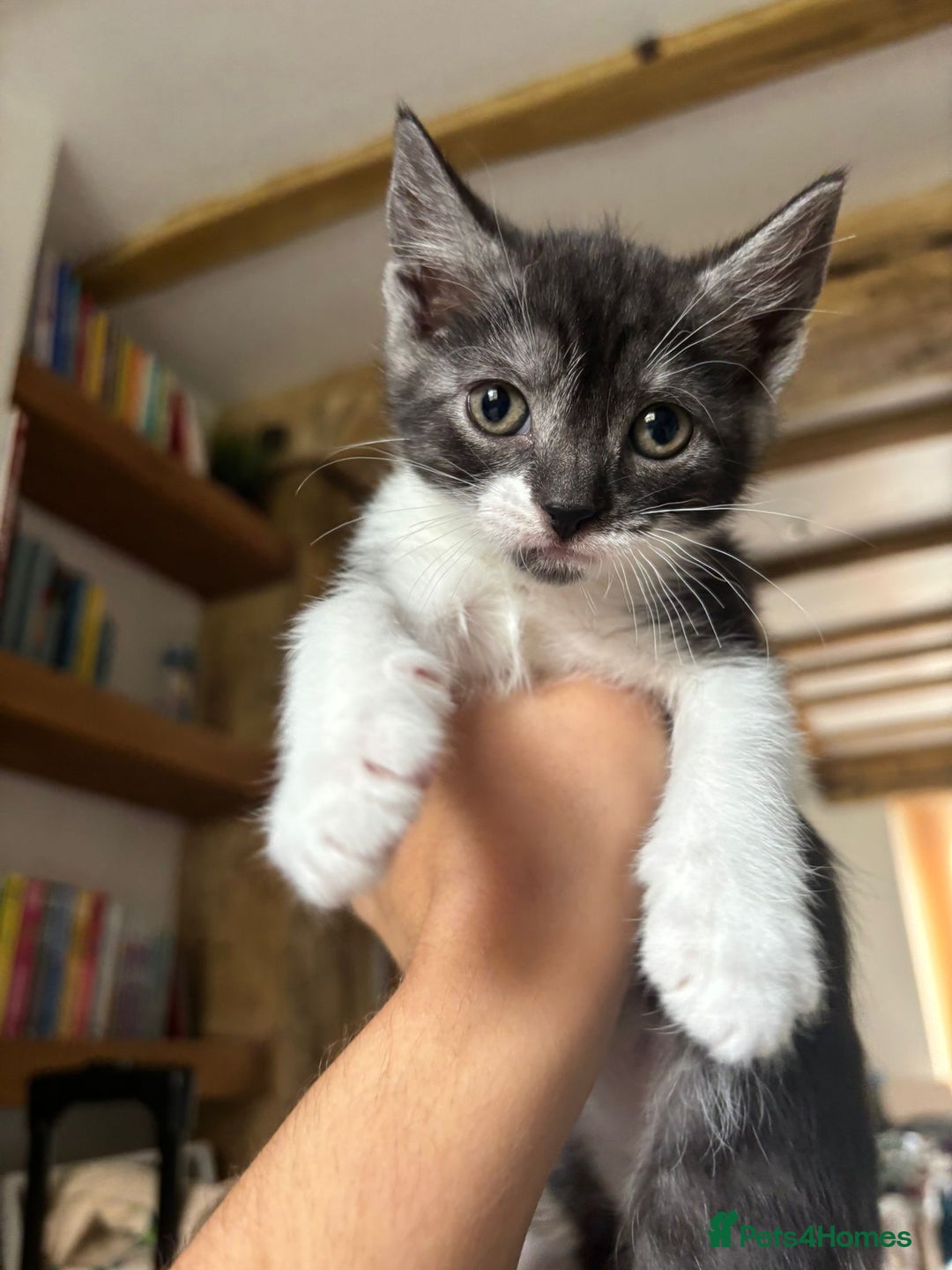 Maine Coon cats for sale: Maine Coon Mix Kittens - Image 4