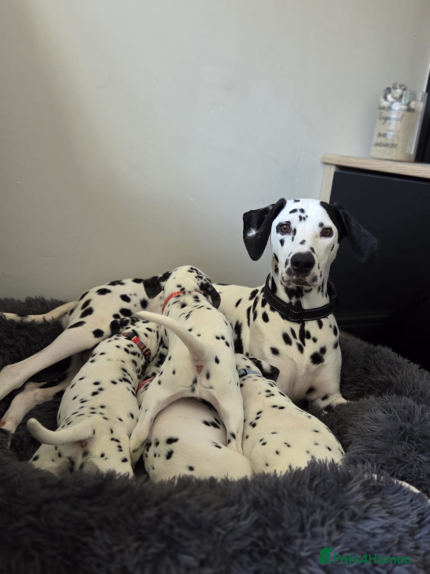 Dalmatian dogs Beautiful KC Reg Dalmatian Puppies - Advert 2