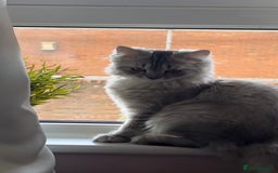 British Longhair cats for sale: Grey fluffy long haired cat  - Image 2