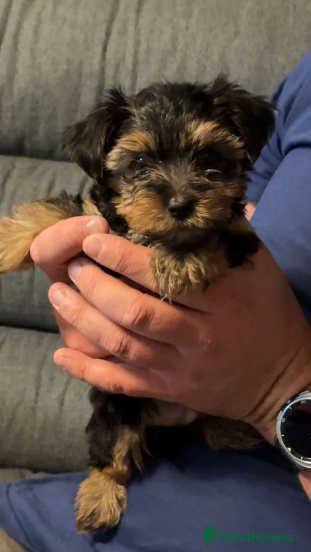 Yorkshire Terrier dogs for sale: 8 Week old Male Yorkshire Terrior  - Advert 2