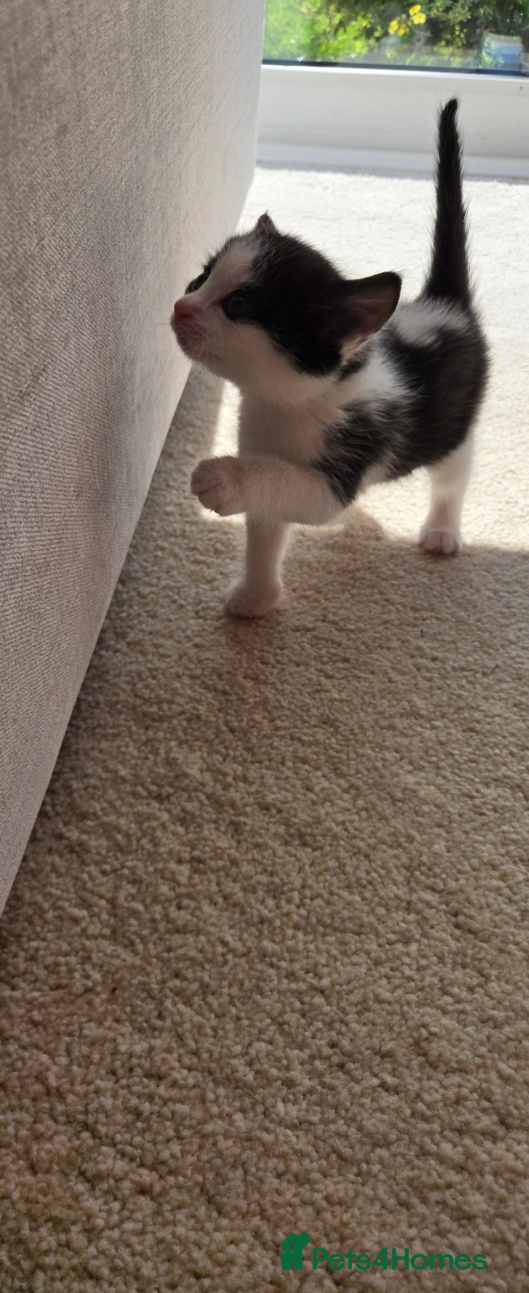 Mixed Breed cats for sale: Adorable Black & White Kittens - Image 20