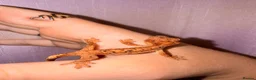 Gecko reptiles for sale: Crested Gecko Babies - Advert 14