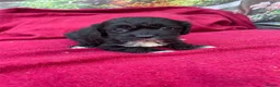 Cockapoo dogs for sale: American cockapoos - yankydoodles - Advert 24
