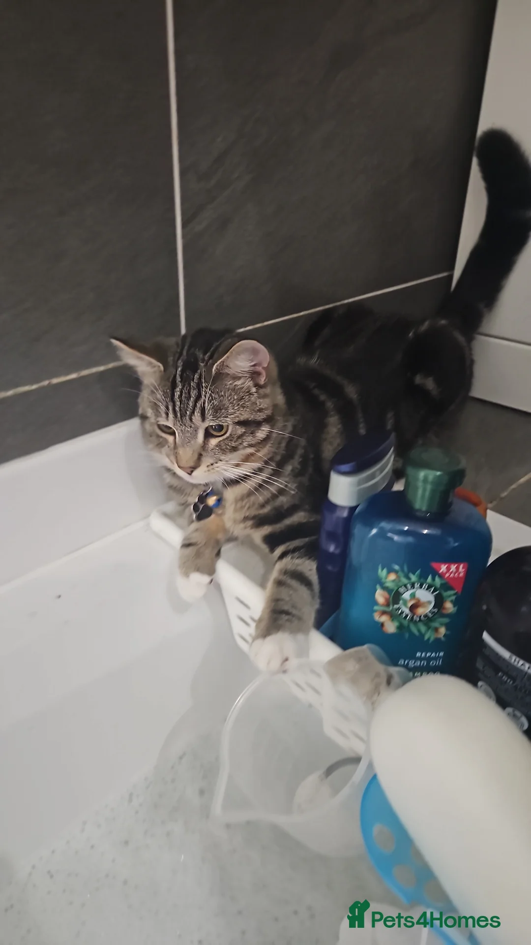 Mixed Breed cats for sale: 8 Month Old Tabby Cat – Looking for a Loving Home - Advert 2