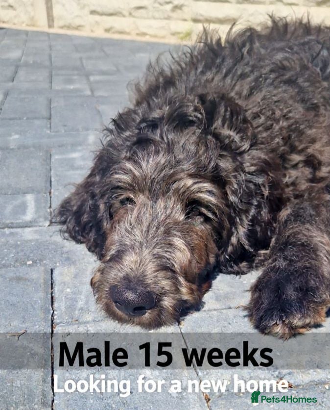 Goldendoodle dogs F1B Rare black standard Goldendoodle North Wales  - Advert 2