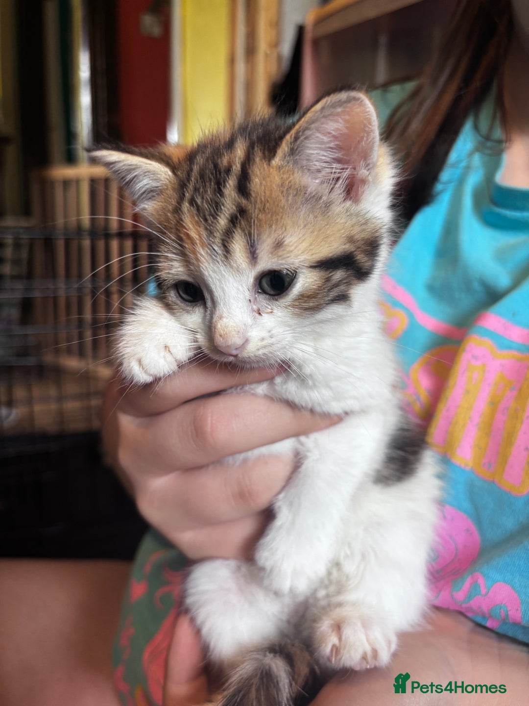 Domestic Shorthair cats for sale: 3 girls kittens and 1 boy kitten  - Image 3