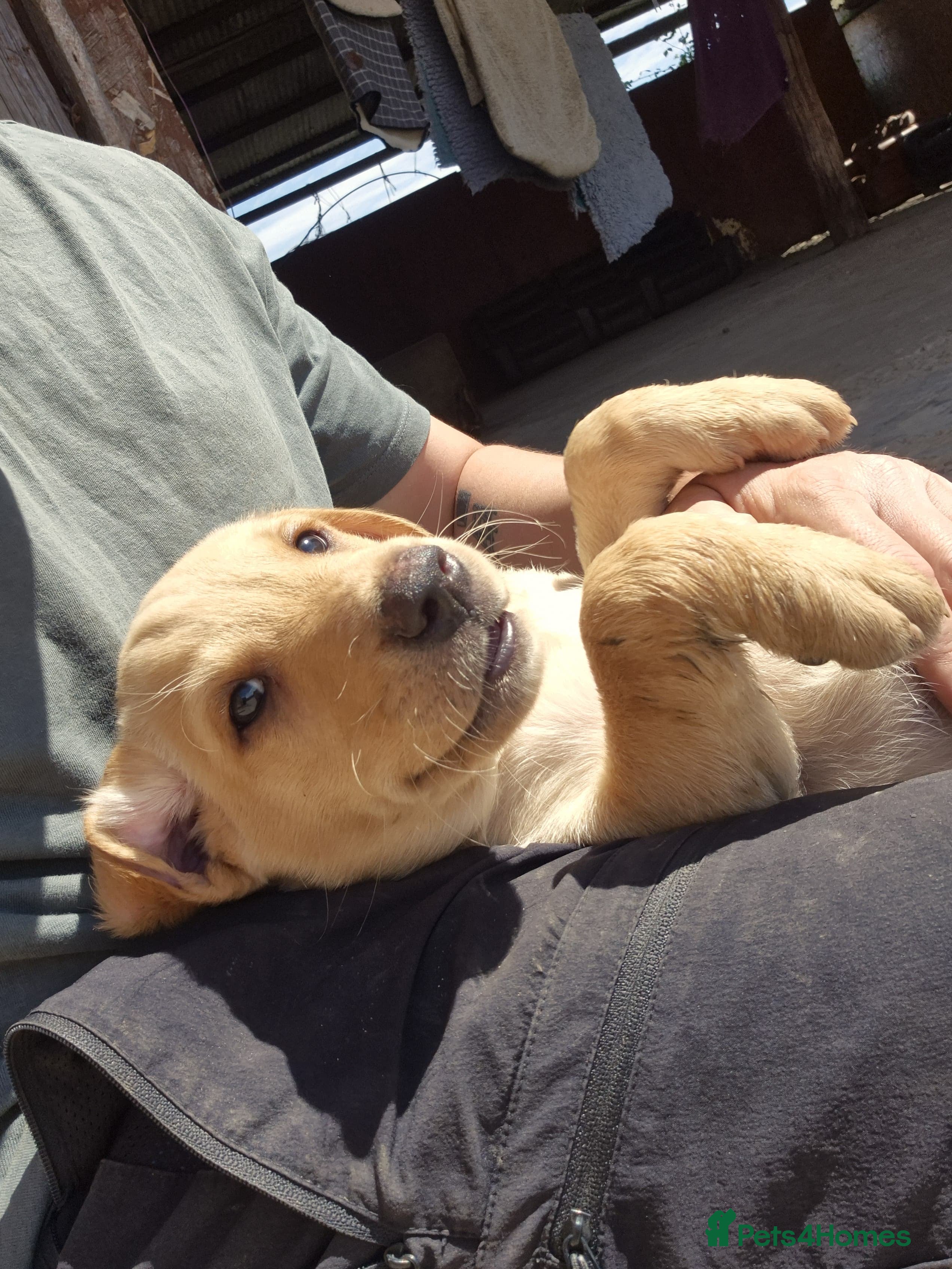 Labrador Retriever dogs MALE YELLOW WORKING LINE LAB PUP - READY TO LEAVE - Advert 2
