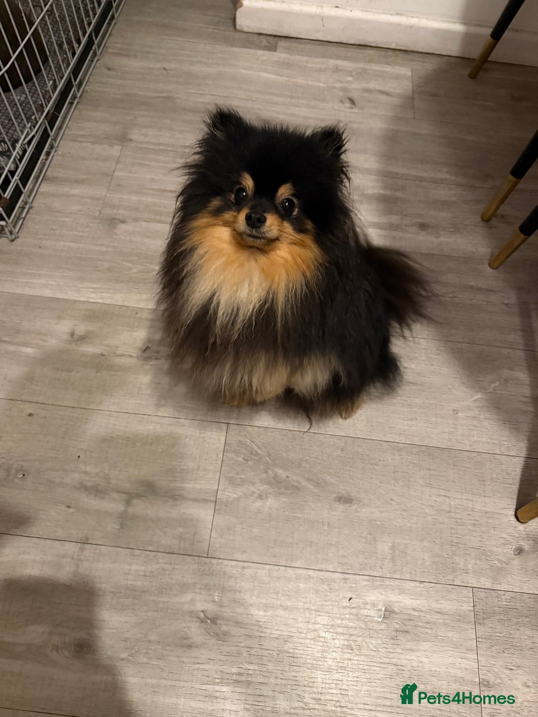 Pomeranian dogs for stud: Pomeranian male for stud  - Advert 1