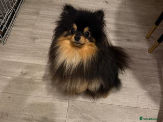 Pomeranian dogs Pomeranian male for stud - Advert 13