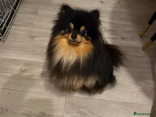 Pomeranian dogs Pomeranian male for stud - Advert 2