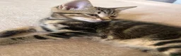 Mixed Breed cats for sale: 3 adorable kittens for sale - Advert 4