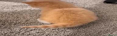 Maine Coon 1