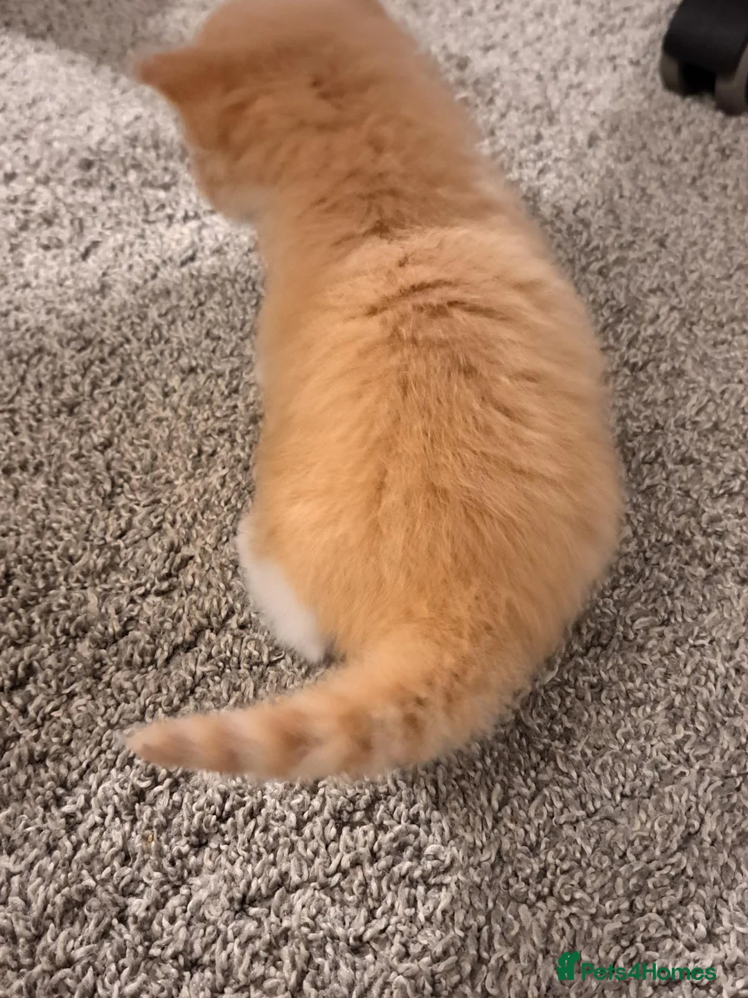 Mixed Breed cats for sale: 6 Adorable Fluffy Maine Coon X Calaco kittens  - Advert 26