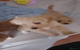 Maltipoo dogs for sale:  multipoo - Image 7