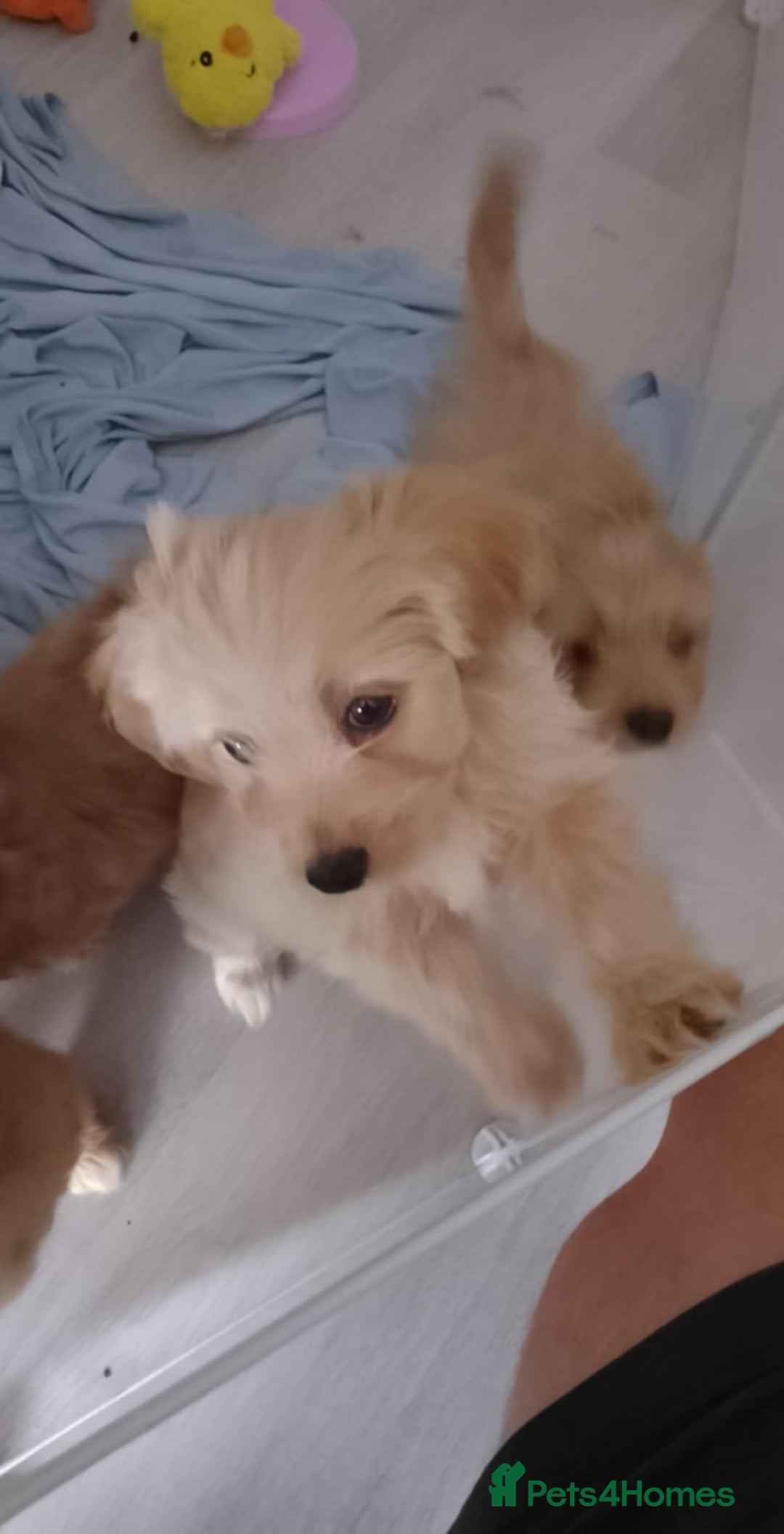 Maltipoo dogs for sale:  multipoo - Image 7