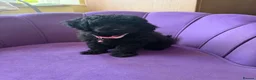 Cockapoo dogs for sale: Stunning F1B Cockapoos - DNA Clear- READY TO LEAVE - Advert 22