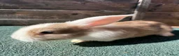Giant Papillon rabbits for sale: continental giant , minilop , netherland draft - Advert 15