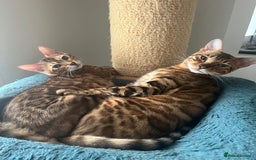 Bengal cats for sale: TICA reg STUNNING BENGAL KiTTENs - Image 6