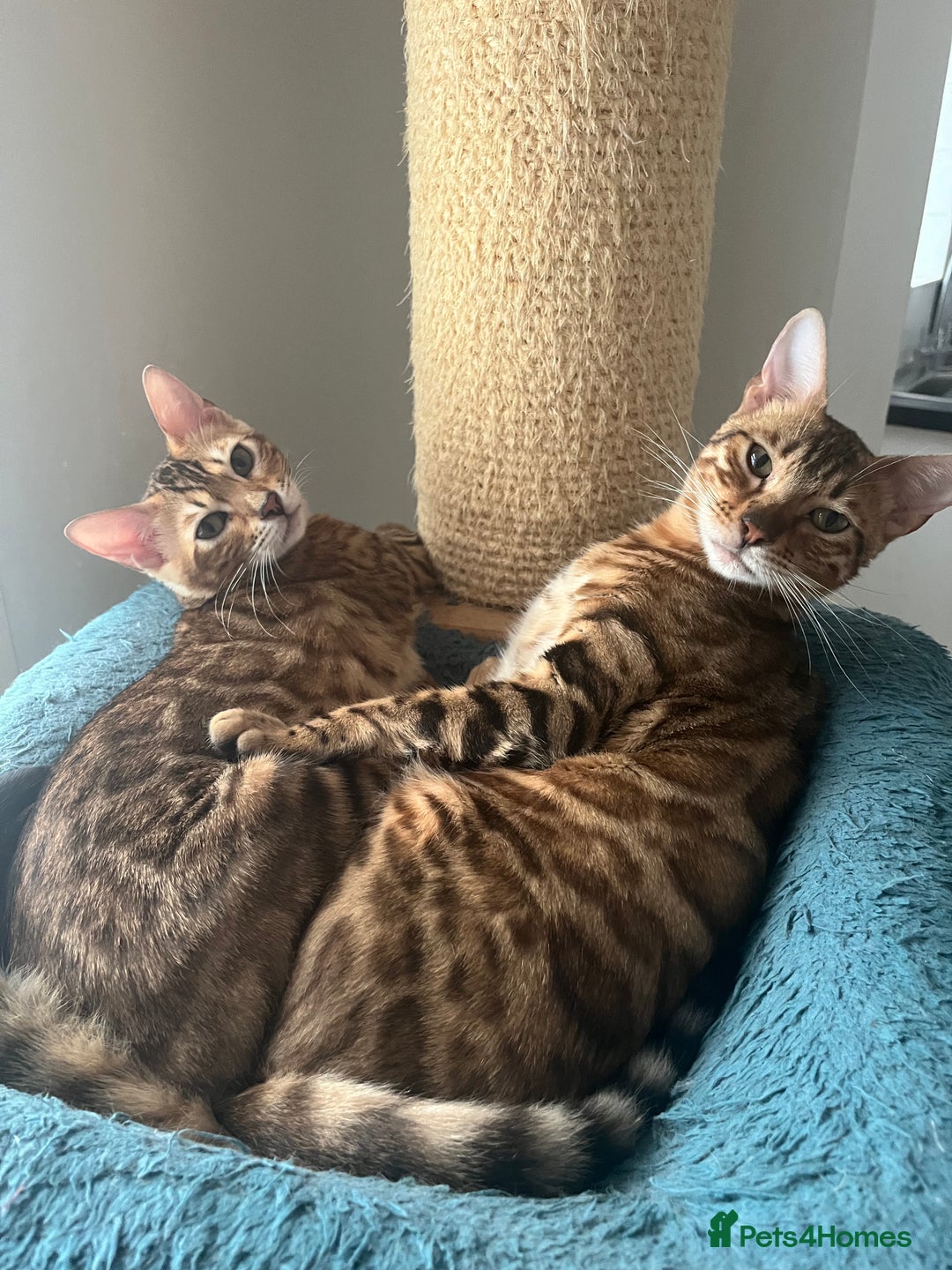 Bengal cats for sale: TICA reg STUNNING BENGAL KiTTENs - Image 6