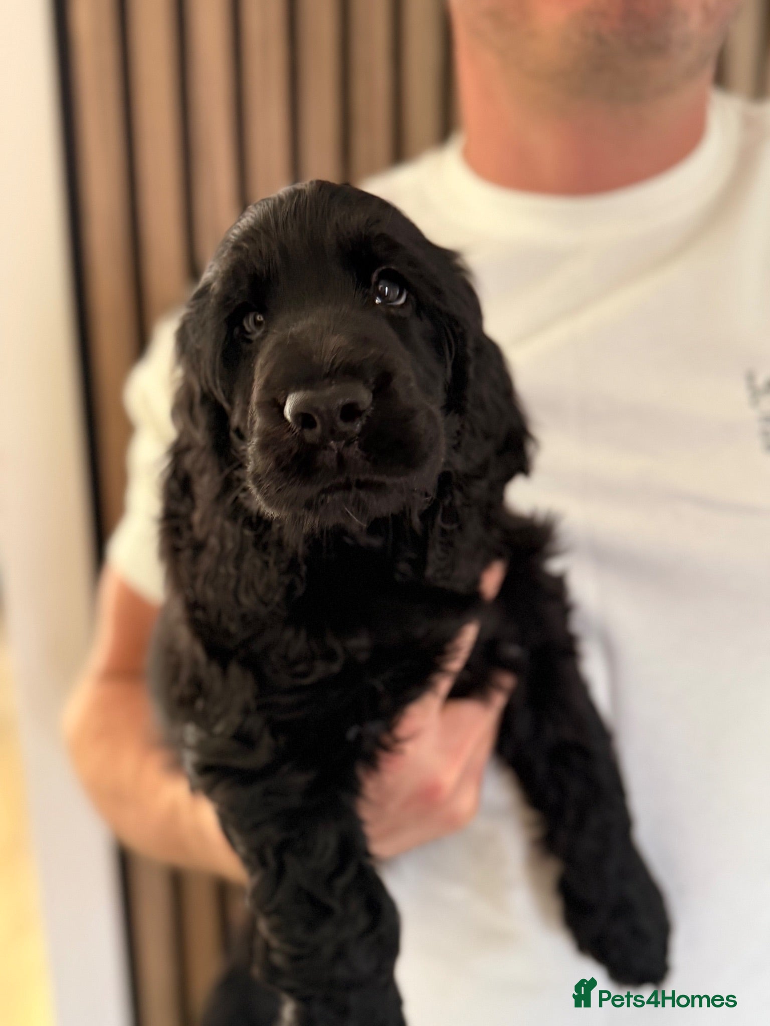 Cocker Spaniel dogs 🐾Outstanding KC Registered Show Cocker Puppies🐾  - Advert 2