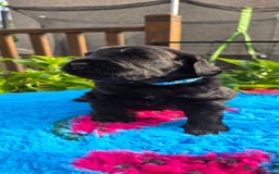 Russian Black Terrier dogs for sale: Russian Black Terrier  - Image 19