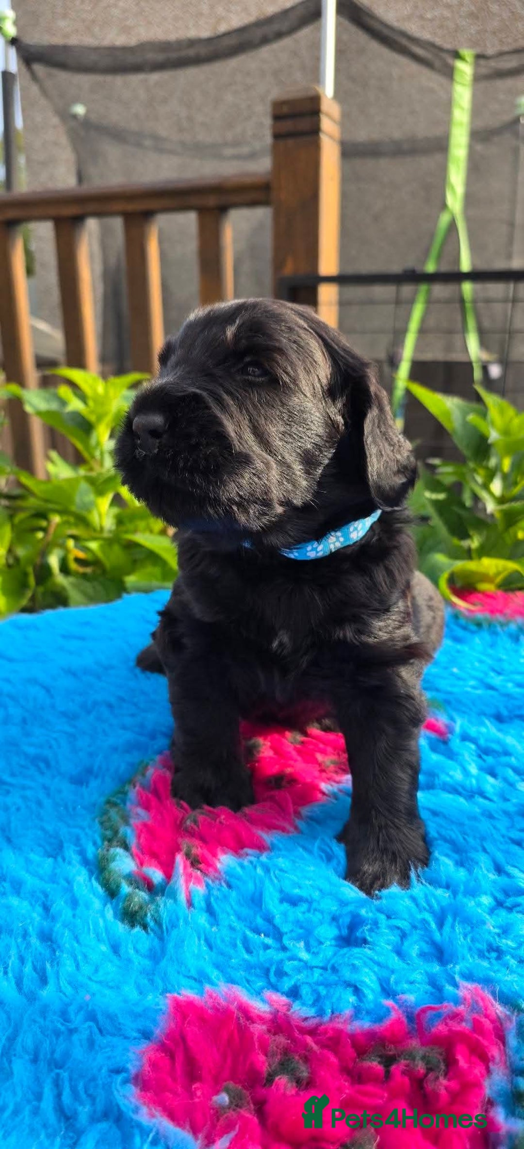 Russian Black Terrier dogs for sale: Russian Black Terrier  - Image 19