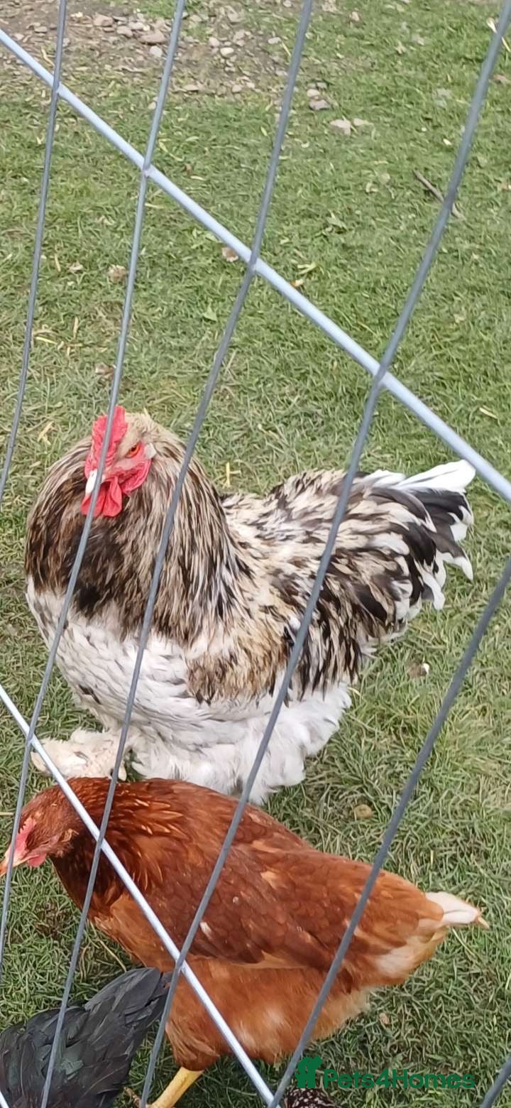 Chickens poultry Brahma cockerel  - Advert 3