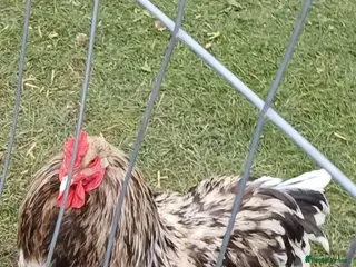 Chickens poultry Brahma cockerel - Advert 15