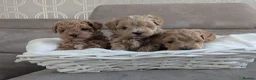 Maltipoo dogs for sale: Maltipoo - Advert 5