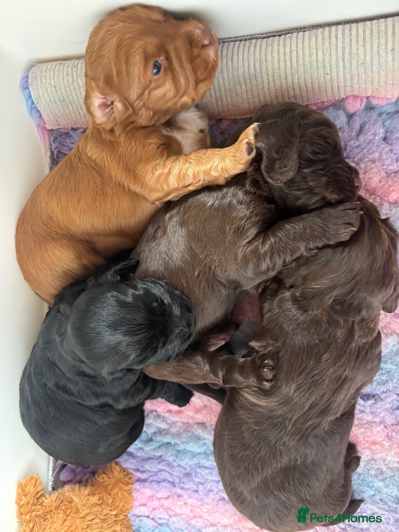Cocker Spaniel dogs KC working cocker puppies 🖤girl & ❤️boy left - Advert 2