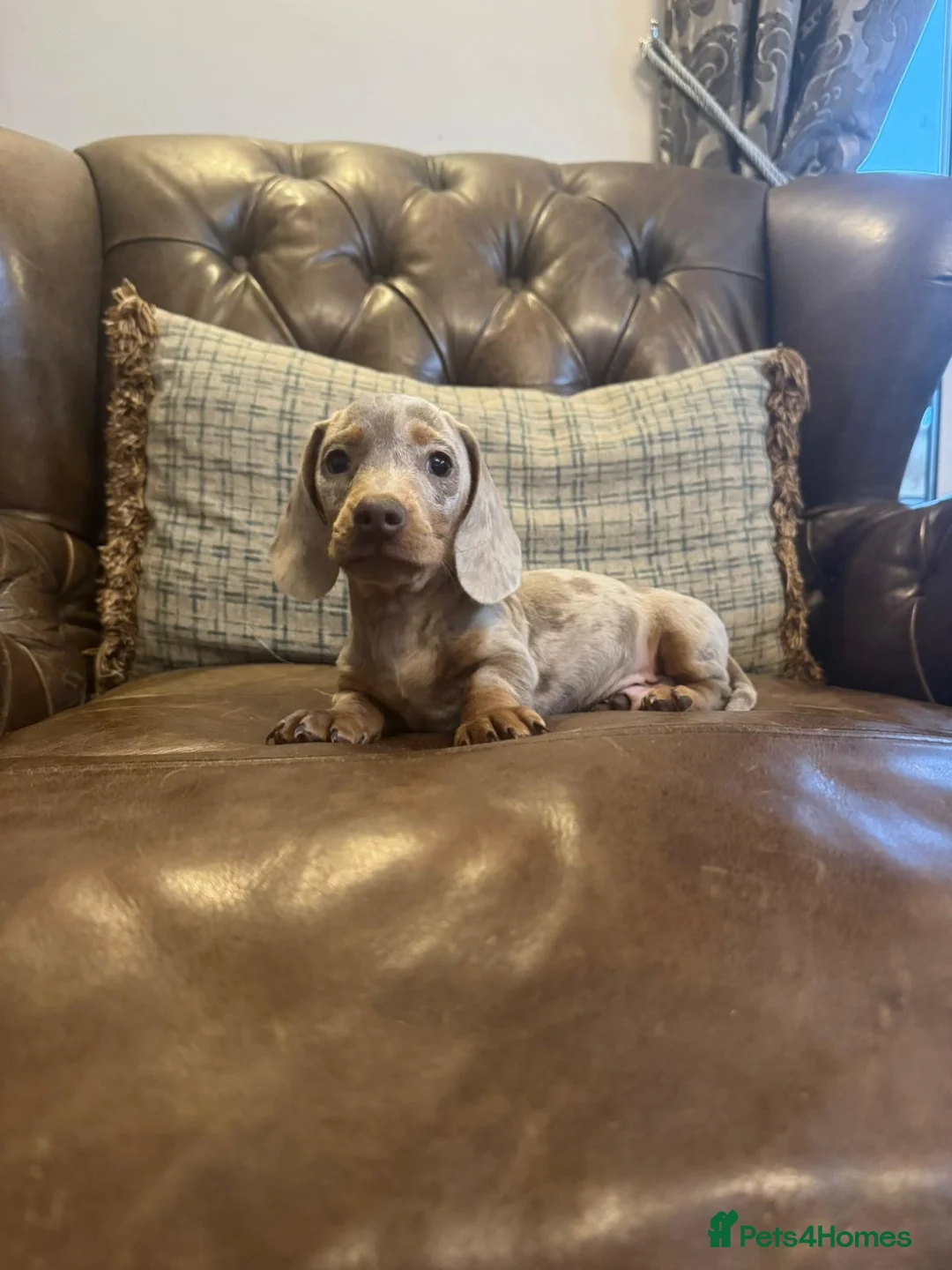 Miniature Dachshund dogs for sale: Miniature Dachshund Puppies  - Advert 7