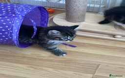 British Longhair cats for sale: Ready Now!! Beautiful BLH Kittens 💜🐾 - Image 14