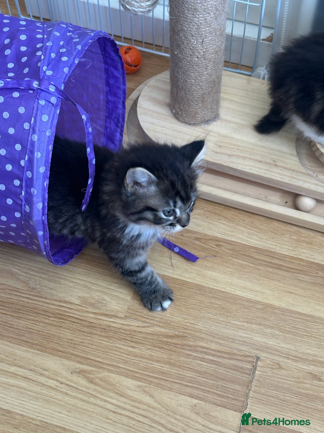 British Longhair cats for sale: Ready Now!! Beautiful BLH Kittens 💜🐾 - Image 14