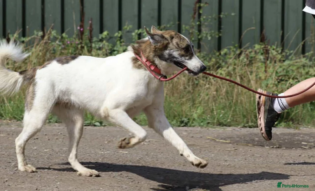 Mixed Breed dogs for adoption: FLO   - Advert 14