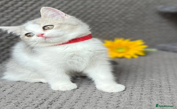 British Shorthair cats - Advert 4