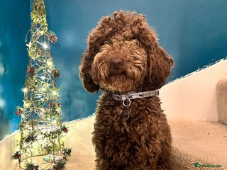 Cockapoo dogs - Advert 1