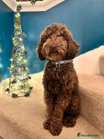 Cockapoo dogs - Advert 1