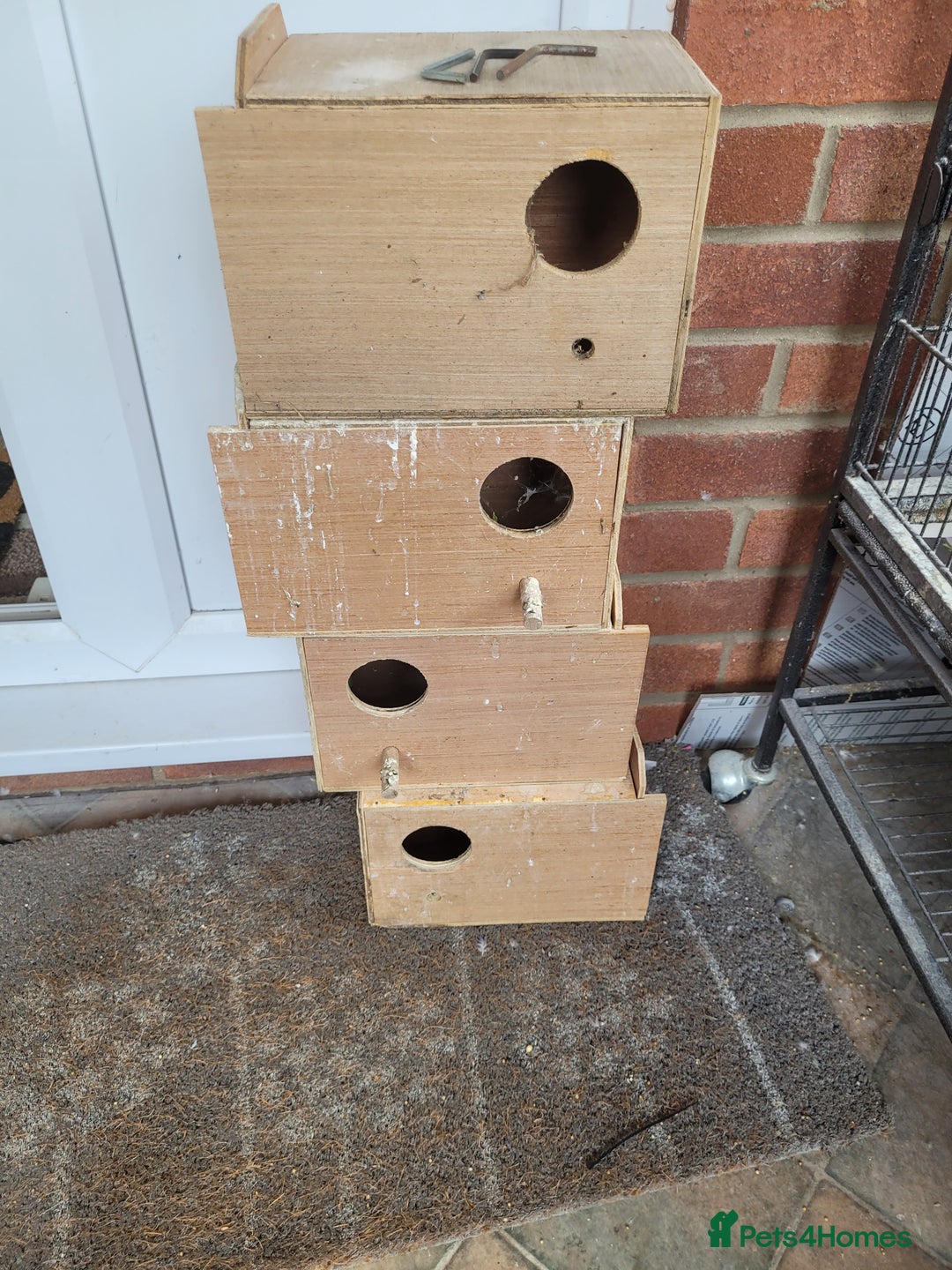 Budgerigars birds for sale: 10 Budgies and 2 large cages - Image 9