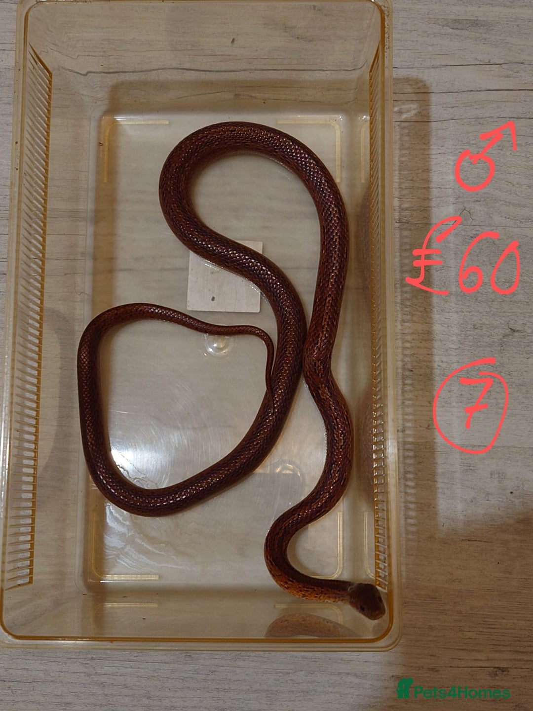 Snake reptiles for sale: My collection of corn snakes. - Advert 19