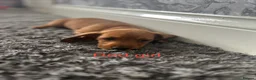 Dachshund dogs for sale: Dachshund puppies - Advert 3