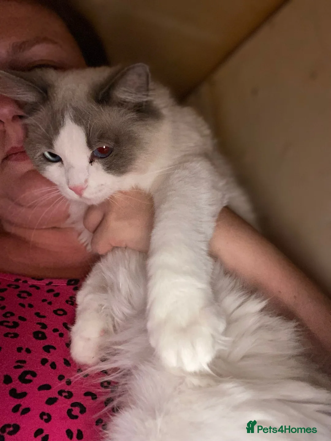 Ragdoll cats for sale: Stunning Purebred Ragdoll Kittens  - Advert 13