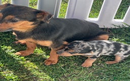 Jack Russell dogs for sale: READY NOW Short legged Jack Russell’s  - Image 6