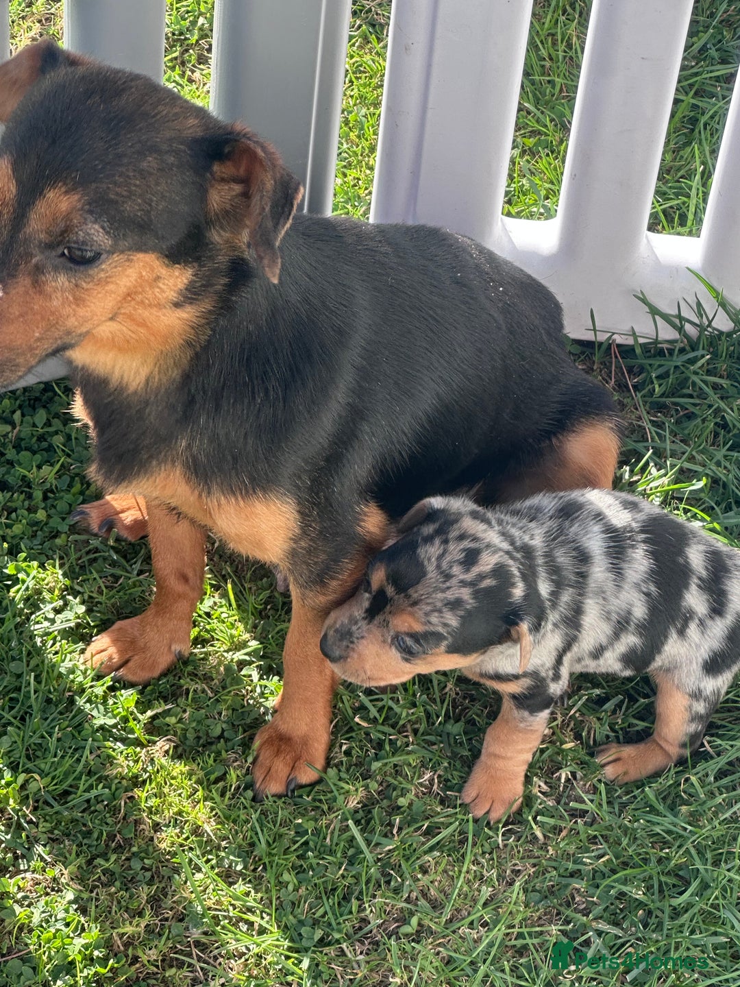 Jack Russell dogs for sale: READY NOW Short legged Jack Russell’s  - Image 6