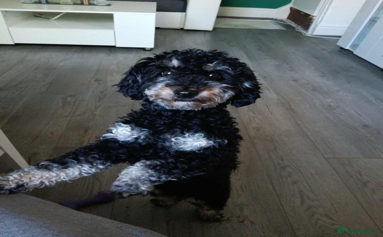 Miniature Poodle dogs female(Keisi) - Advert 1