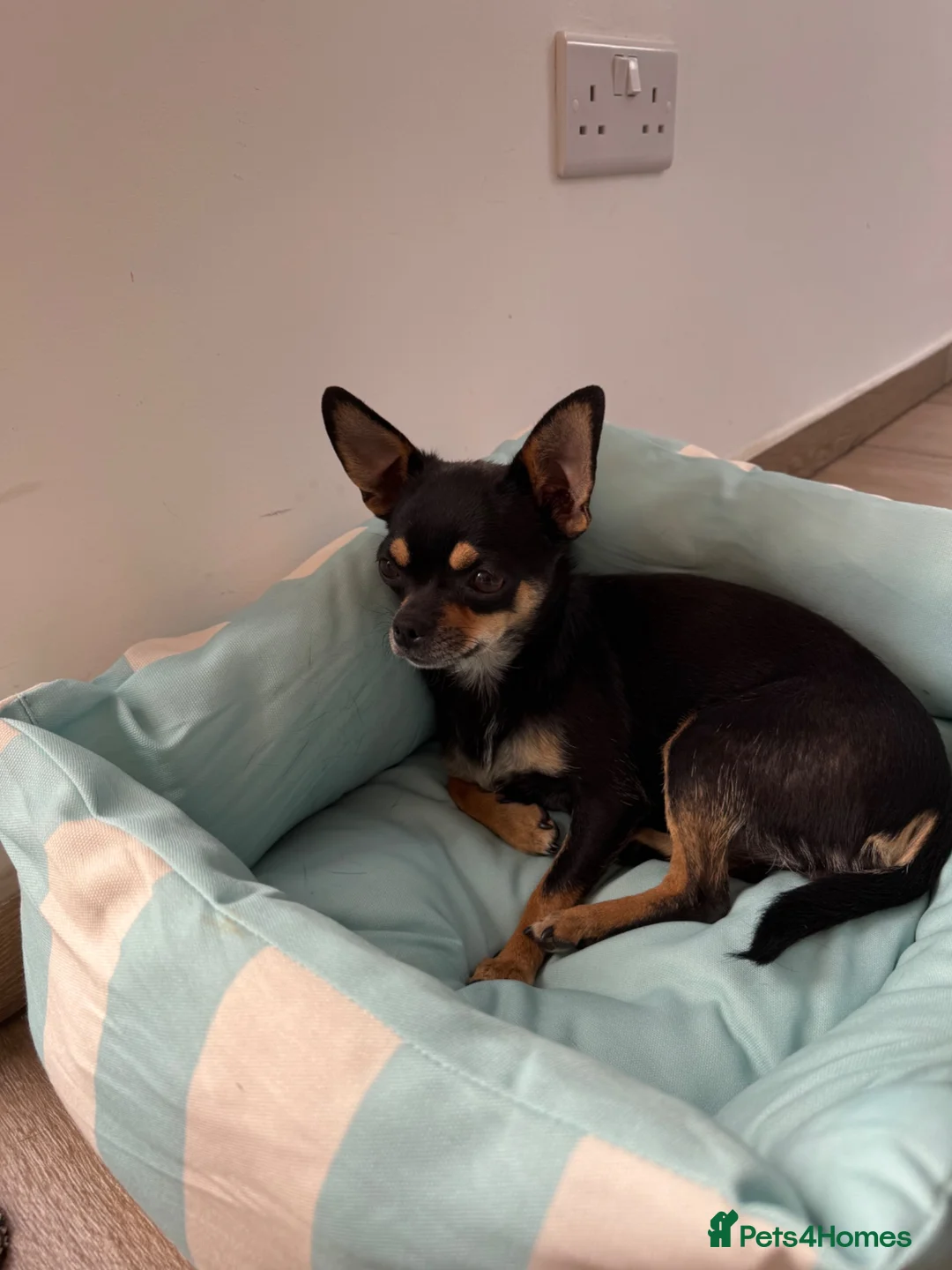 Chihuahua dogs for sale: Adorable Chihuahua Puppies - Advert 15