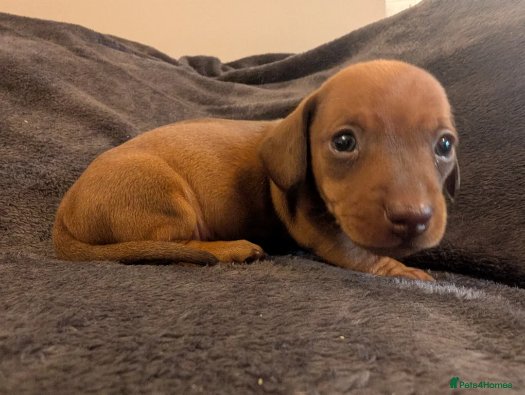 Miniature Dachshund dogs for sale: Beautiful Miniature Dashound Puppies For Sale - Advert 6